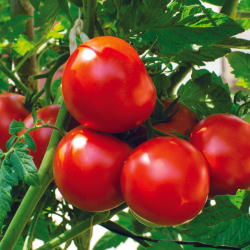 tomato (2)